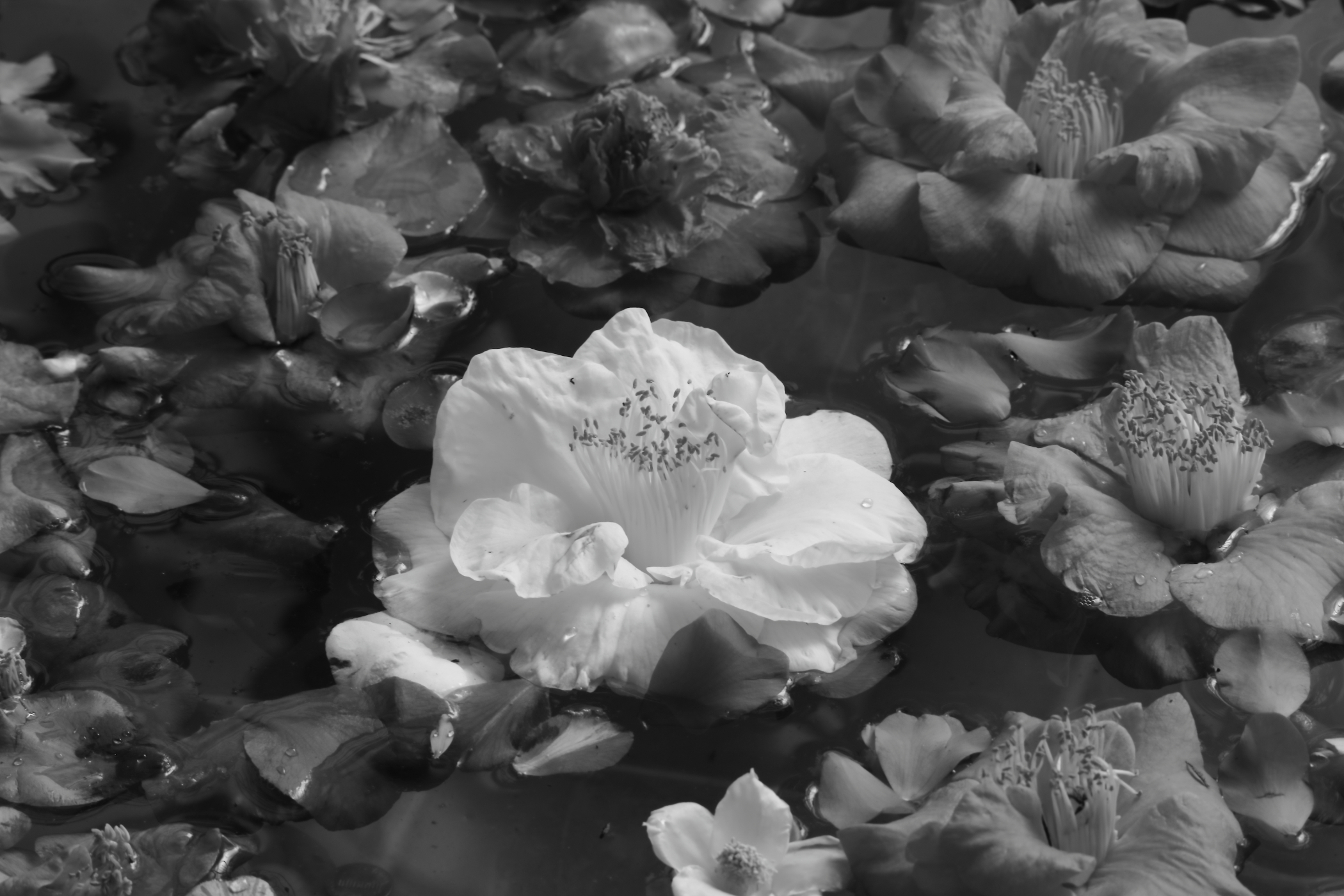 2024 02 29 HTP 52038ebw1
